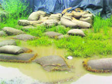 Bags of wheat lying near the tehsil office. A Tribune photograph