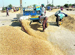 Paddy arrival is picking up at the Rajpura grain market and so are its prices. 