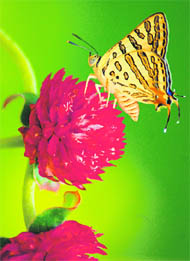 Nature’s Beauty