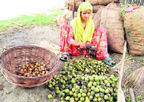 A Kashmiri woman peels walnuts for selling in the domestic and overseas markets on the banks of the Dal Lake in Srinagar