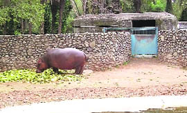 One of the four hippopotamus at its enclosure the in Chhatbir zoo.