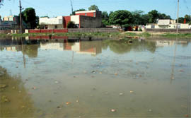 Stagnant rainwater near a locality on the Bathinda-Goniana road poses a threat to the health of its residents