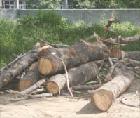 Logs of woods lie on the premises of the girls hostel of Government Medical College in Amritsar.