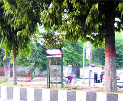 A sapling planted under the shade of fully grown adjoining trees on Mall Road in Amritsar
