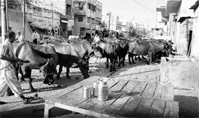 Dairies still dot Ambala City.
