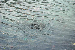Fish in the Nainital Lake. 