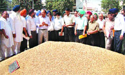 Officials inspect moisture level in paddy in a Jalandhar mandi on Friday. 