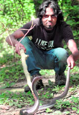 An EFFECT volunteer catches a King Cobra in Dehradun on Saturday