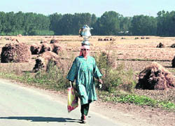 A woman carries a tea pot on her head for people working in the fields on the outskirts of Srinagar on Sunday