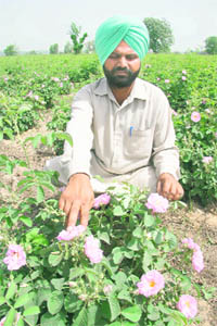 Rajinderpal Singh sits besides his organic crop of rose in Kalalwala village near Bathinda. 