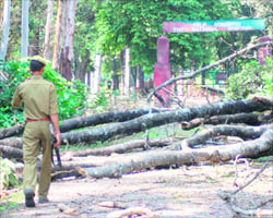 A forest guard negotiates his way on a road blocked by fallen trees at Chila Range of the Rajaji National Park near Haridwar on Monday.