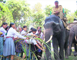 Schoolchildren feed sugarcane to elephants at the Rajaji National Park near Haridwar on Monday.