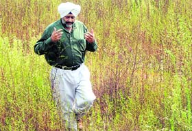 Bhupinder Singh Ghumans citrus plantation in Hoshiarpur is full of wild growth now