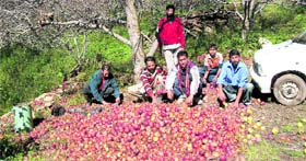 Rotten apples scattered in an orchard at Shilgran in Chopal. Photo by the writer