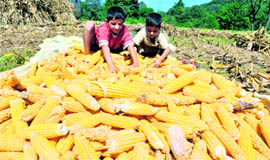 Children collect corncobs in a field on the outskirts of Katra