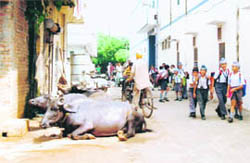 Schoolchildren pass through an animal-tethered street in Ludhiana.