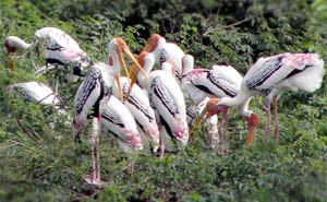 Painted storks have been found at Gamreshwar pond in Sangwara.