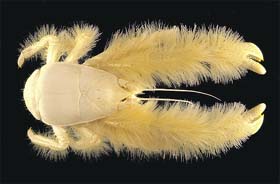 A newly discovered crab found south of Easter Island by Census vent explorers that was so unusual it warranted a whole new family designation, Kiwidae