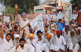 Members of the Bharti Kisan Union (Ekta) Sidhupur stage a dharna against the National Seeds Corporation Ltd at focal point in Bathinda on Friday. The union alleged that the corporation had sold fake seeds to farmers that resulted in less yield and higher input cost