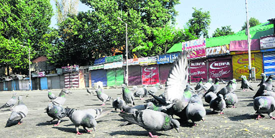 With restrictions rendering most roads deserted, this flock of wild pigeons feasts on grains undisturbed on a Srinagar road.