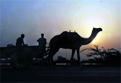 In the era of Ford and Ferrari, sight of a camel cart is a rarity in a city and so is a serene sunset. While the fast-faced world has made camel cart a thing of the past, smoke and dust have robbed humans of the opportunity to relish natures canvas. However, the farmer duo on their way back home got the chance to witness a home-bound sun in Bathinda