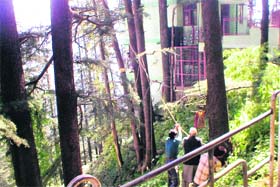 A deodar tree pulled down after being axed in the Strawberry Hill area in Shimla