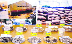 Rotten food grain and pictures depicting the state of godowns on display at BJP headquarters in Chandigarh on Sunday.