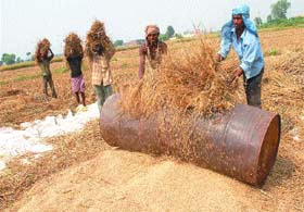 Farm labourers sift paddy grains in a field near Nurmahal in Jalandhar