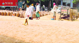 Paddy with excessive moisture kept for drying at the grain market in Ludhiana.