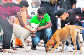 Children feed adopted stray dogs with pedigree on Animal Day during a special function in Ludhiana on Sunday.