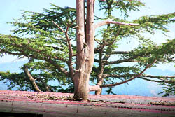 A deodar tree jutting out of the roof of a hotel next to the Secretariat 