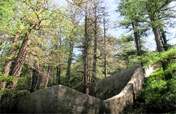 The dried deodar trees close to the massive retaining walls around Radha Swami Satsang Bhawan in Shimla