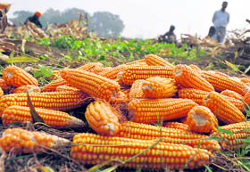 With the corn season coming to an end, farmers harvest the colourful produce in Ludhiana.