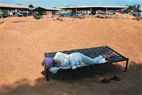 Gurjant Singh of Bir Talab village takes a nap at the grain market in Bathinda on Monday. Even as four days have passed, he is still waiting for his 250 quintals of paddy to be procured. 
