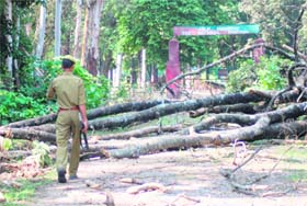 A forest guard negotiates his way at Chila Range of the Rajaji National Park