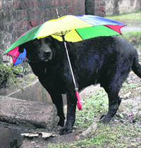 A dog gets a colourful protection from rain that lashed Jammu on Monday.