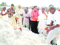 Cotton purchases being made in Bathinda on Monday.