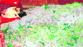 A sadhu buried neck-deep in soil with seeds sown to perform a ritual during Navratras in Jammu on Tuesday.