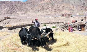 A farmer uses the traditional method of separating wheat grain from stubble at Phyang in Leh