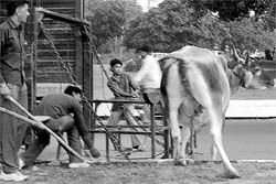 Members of the MCs animal catching squad try to herd a cow on to a waiting truck in Mohali