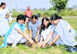 Members of the Women in Public Sector organisation plant medicinal saplings 