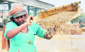 A woman at the Karnal grain market.