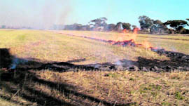 Paddy crop over a large area has already been harvested and there are reports that farmers are planning to set the stubble on fire to clear the fields