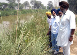 Farmers from Abohar sub-division point to the wild growth in the Abohar branch canal