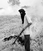 A farmer burns paddy stubble at Alampur Nepra village near Rajpura