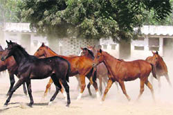 Quality horses at a stud farm in Tohana, Fatehabad.