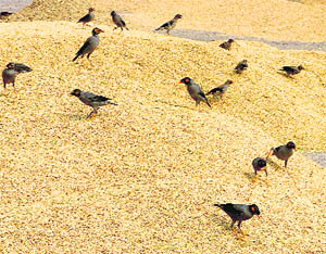 Birds peck on paddy that begun arriving at Dana Mandi in Ludhiana on Monday.