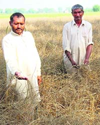 Farmers show the damage caused by the pest in their fields at Sundana village in Rohtak