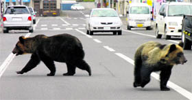 Two brown bears walk on a street in Shari in northern Japan on Monday.