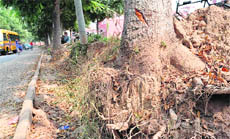 A dead tree, around which paver blocks have been installed by the MC, at Sector 8, Chandigarh.